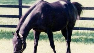 1994年の英ダービー馬エルハーブが死亡、日本で種牡馬生活も