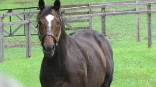 社台SSが2022年度のけい養馬発表、エピファネイアが種付料トップの1800万円