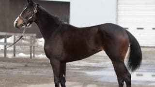 【JRA新馬戦】アドマイヤマーズの半妹ヴィアルネッサンスなどがデビュー