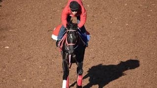 【ジャパンC 調教後馬体重】コントレイルは468kg、シャフリヤールは458kg