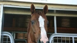 アロースタッドが2022年度のけい養馬発表　ダノンプレミアム、モズアスコット、カリフォルニアクロームなど