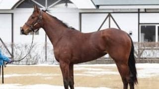 友道調教師が「いい感触がある」というショショローザ。ワールドプレミアら優秀な兄たちを超えられるか