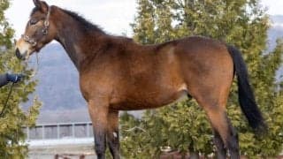 オメガパフュームの半弟ホウオウルーレットがデビュー/関東馬メイクデビュー情報