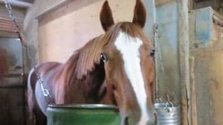 骨折で長期休養していた“ウマダユウサク”　復帰戦でパワフルな走りを披露！