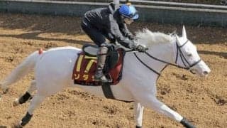 チャンピオンズＣに挑むソダシの可能性。バリバリのダート血統ながら不安要素もあり