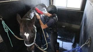 “競馬ブーム”が再燃？ 馬業界への志願者増　一方で強まる就活時の大手志向