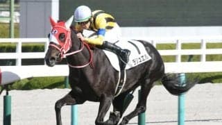 【阪神5R新馬戦結果】ラリュエルが注目馬の揃った新馬戦を制す