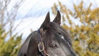 種牡馬入りのサンライズソアがイーストスタッドに到着