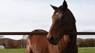 意外とあまのじゃく？ 故郷で第三の馬生を送る21歳オースミハルカの素顔