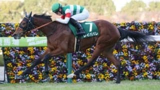 【2021香港国際競走】日本馬の近況（12月9日）