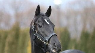 約28時間かけ北海道・社台SSに到着　すでに圧倒的な存在感を放っていたコントレイル