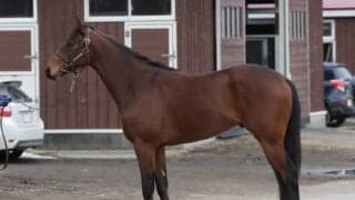 牝馬二冠ミッキークイーンの初仔は、名門・国枝厩舎が期待する良血ミッキーキング