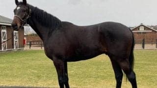 兄姉6頭は全て勝ち上がり！ 良血馬ゴーシェナイトがC.ルメール騎手でデビュー/関東馬メイクデビュー情報