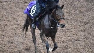 ヒャッカリョウランなど、先週のゲート試験/栗東トレセンニュース