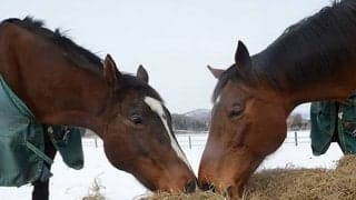 たくさんのファンを魅了する引退馬・オースミハルカ　「子供にハルカと名付けた」という報告も
