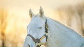 【ネット流行語100】『ウマ娘 プリティーダービー』が2021年の年間大賞を受賞、5位にゴールドシップ