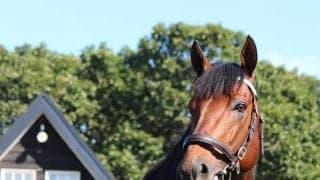 ダーレー・ジャパンが2022年度のけい養種牡馬発表　パイロ、ファインニードル、タワーオブロンドンなど