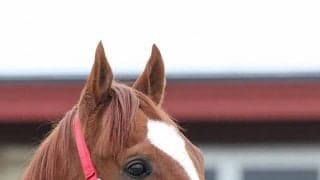 マテラスカイがブリーダーズ・スタリオン・ステーションに到着