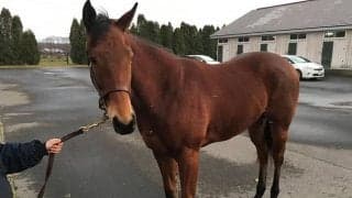 GI・6勝馬ブエナビスタの娘、ブエナエルドラードがゲート試験合格