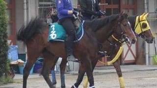 【朝日杯FS】ダノンスコーピオン安田師「頭数が増えるのが鍵」/ねぇさんのトレセン密着