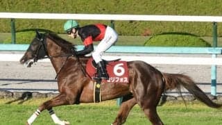 【朝日杯FS】セリフォス陣営「若さが残るが、落ち着いて臨めれば」/ねぇさんのトレセン密着