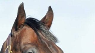 種牡馬入りのサブノジュニアがイーストスタッドに到着