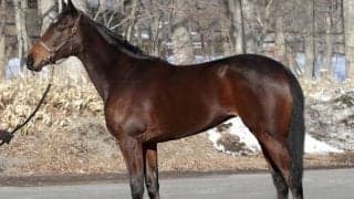 2018年有馬記念覇者ブラストワンピースの全妹サンドレスがデビュー/関東馬メイクデビュー情報