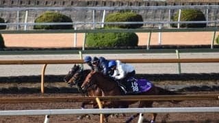 GI馬シュヴァルグランの全妹イヴィステラがデビュー/関西馬メイクデビュー情報