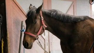 中山大障害を制したレッドキングダム、ニホンピロバロンは今...　“名手・四位洋文”を生んだ、霧島高原乗馬クラブを訪ねて