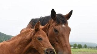 父レイデオロの牝馬を最後に出産　繁殖引退のオースミハルカは母の近くで穏やかな余生へ