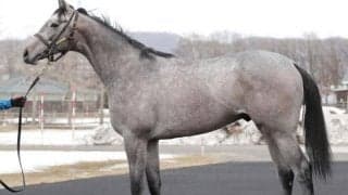 【JRA新馬戦】エフフォーリアの半弟ヴァンガーズハートなどがデビュー