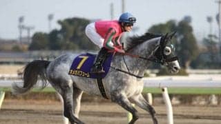 【大井・東京大賞典枠順確定】オメガパフュームは5枠9番、ミューチャリーは6枠11番