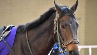 【有馬記念予想】今年は『金』？『大谷翔平』？『ウマ娘』？ サイン馬券ア・ラ・カルト/JRAレース展望