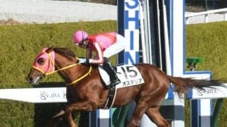 【阪神4R新馬戦結果】オステリアが早め先頭から押し切り5馬身差圧勝