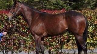 叔父にダート王トランセンド、レベレンシアがデビュー/関西馬メイクデビュー情報