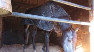 強さの秘訣は特製“ホワイトクローバー” 東京大賞典で栄冠狙うミューチャリーの素顔