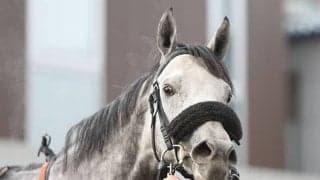 【大井・東京大賞典】オメガパフュームが競り合いを制し史上初のダートGI・4連覇！