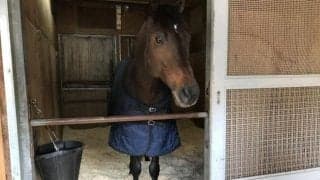 【JRA】キセキ辻野師「担当した馬の仔に携われるのがこの仕事の醍醐味」/ねぇさんのトレセン密着