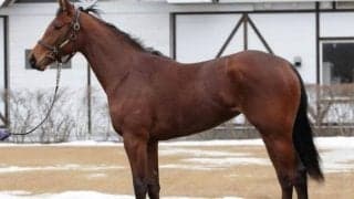 【JRA新馬戦】ヒシイグアスの半妹リヴォリなどがデビュー