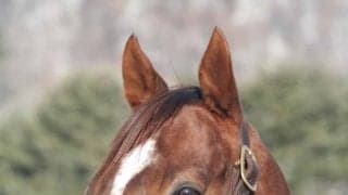 種牡馬入りのセイウンコウセイがアロースタッドに到着