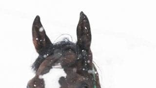 エンパイアペガサスがYogiboヴェルサイユリゾートファームに到着