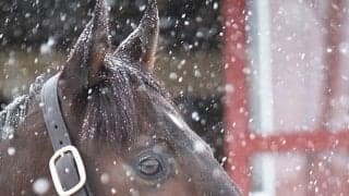 キセキがブリーダーズSSに到着