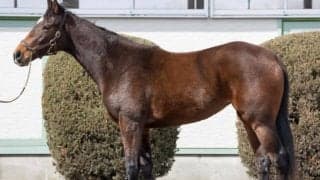 【JRA新馬戦】ウインブライトの半妹ウインエクレール、ホワイトフーガの初仔チャプリなどがデビュー