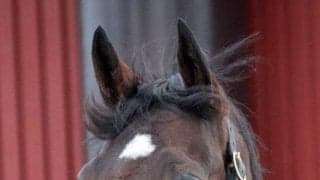 ダノンスマッシュがブリーダーズSSに到着「さすが名馬という印象」