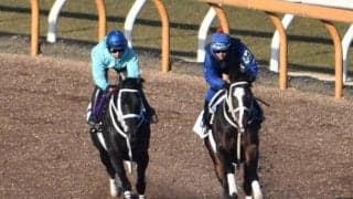 チュウワウィザード、川崎記念追い切り速報/栗東トレセンニュース