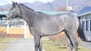 【JRA新馬戦】外国産馬マッドクール、高額馬ベネフィックなどがデビュー