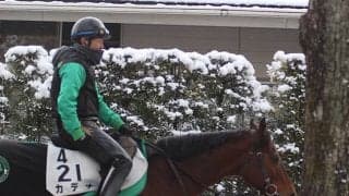 【東海S】初ダートのカデナ陣営「脚抜きのいい馬場なら」/ねぇさんのトレセン密着
