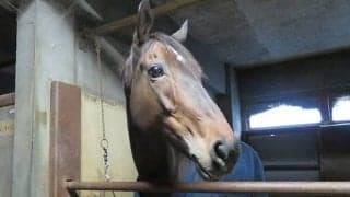 99戦目で初勝利！ 9歳牝馬イエスペガサスが見せた諦めない走り