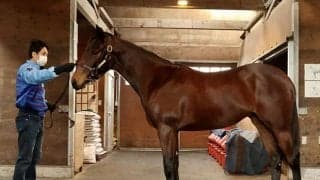 【JRA新馬戦】ルージュバックの初仔ブラーバックなどがデビュー