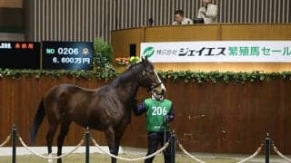引退直後のノーワンが繁殖セールで最高額落札　全体の売り上げの半分以上を占める